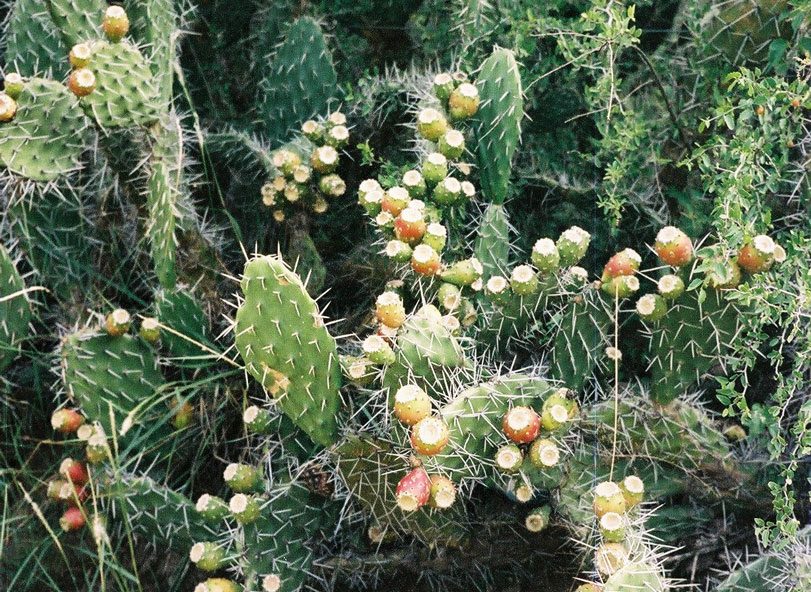 AUREA Flora - Casa de los Frutos por Ana Armendariz