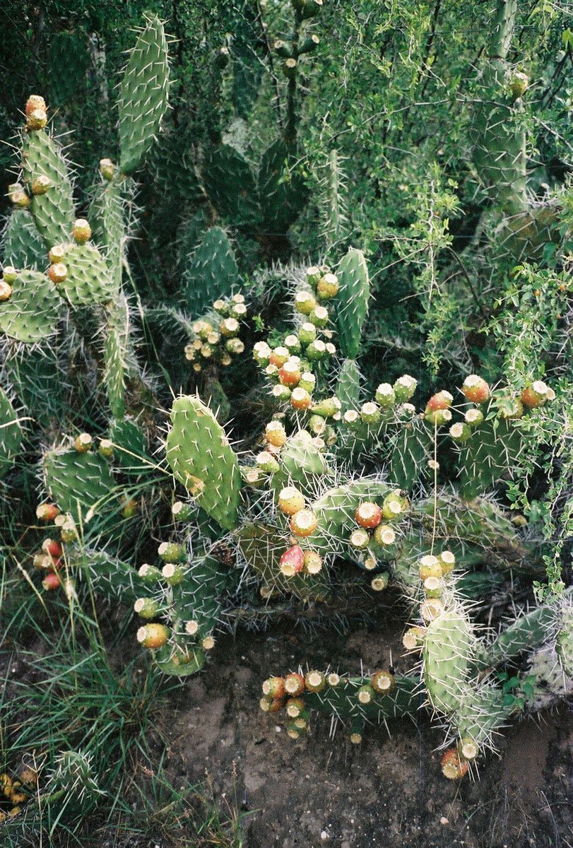 AUREA Flora - Casa de los Frutos por Ana Armendariz