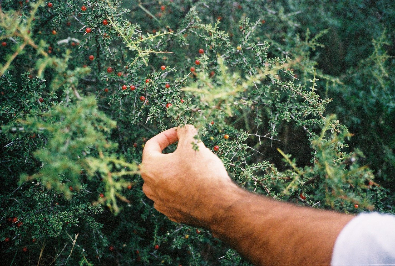 AUREA Flora - Casa de los Frutos por Ana Armendariz
