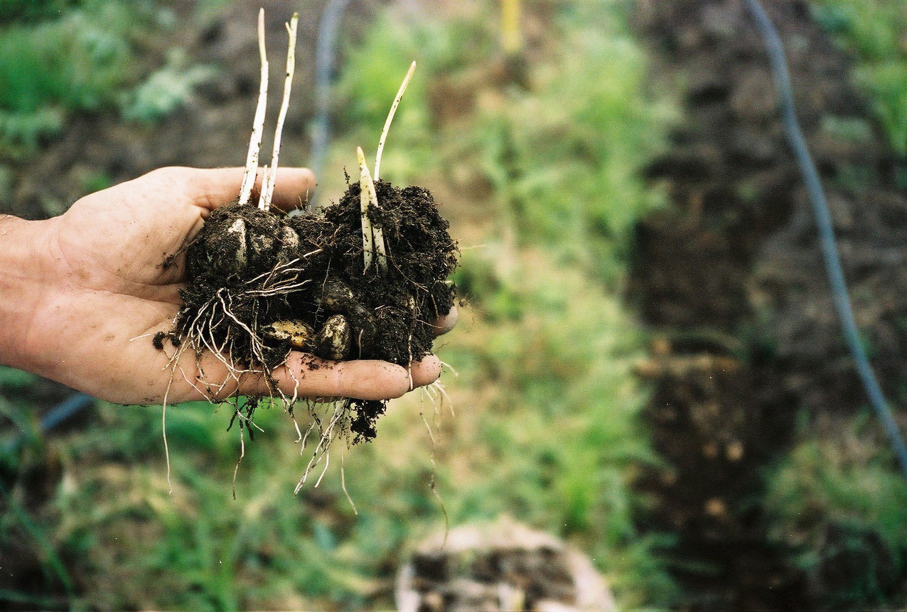 AUREA Flora - Casa de los Frutos por Ana Armendariz