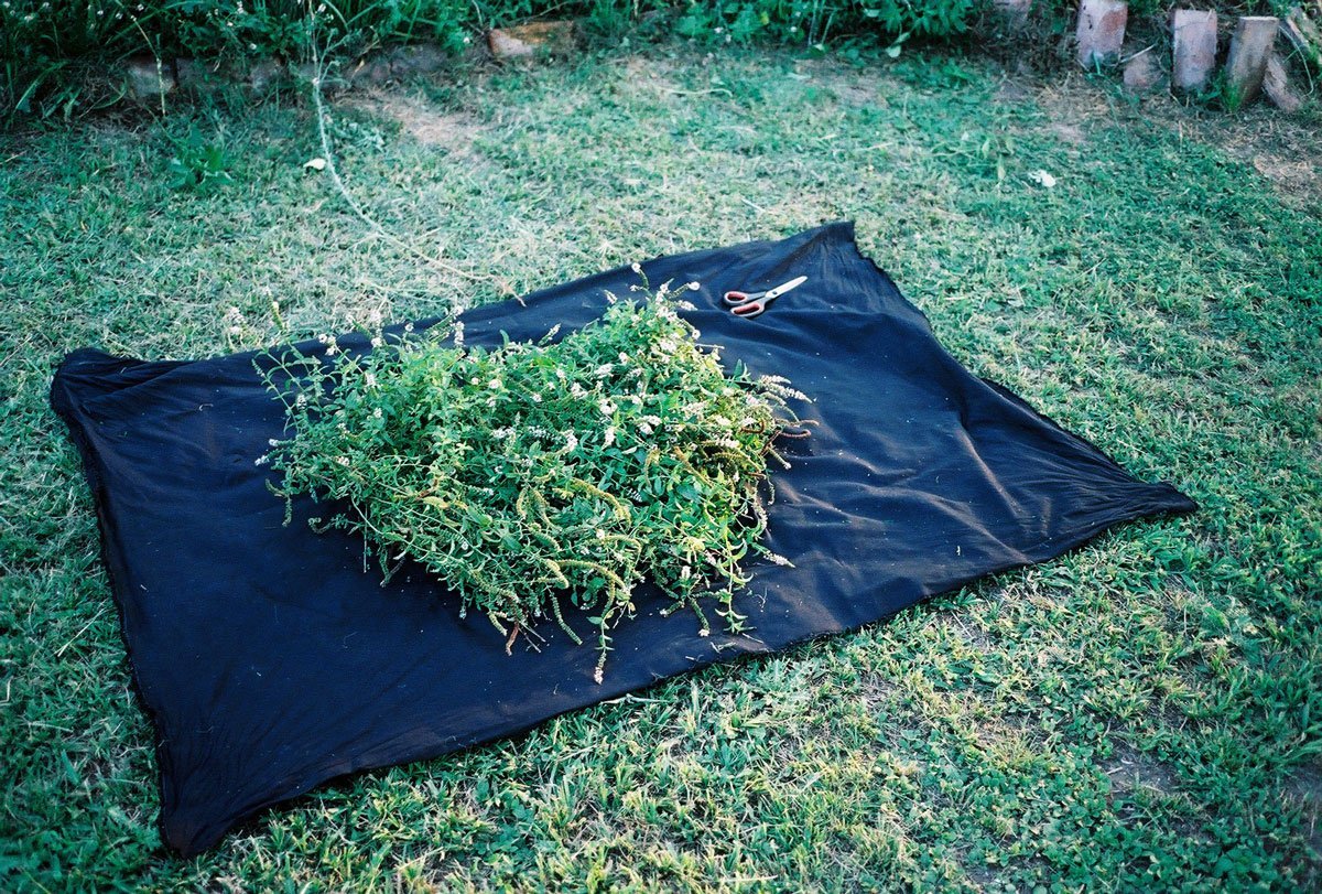 AUREA Flora - Casa de los Frutos por Ana Armendariz