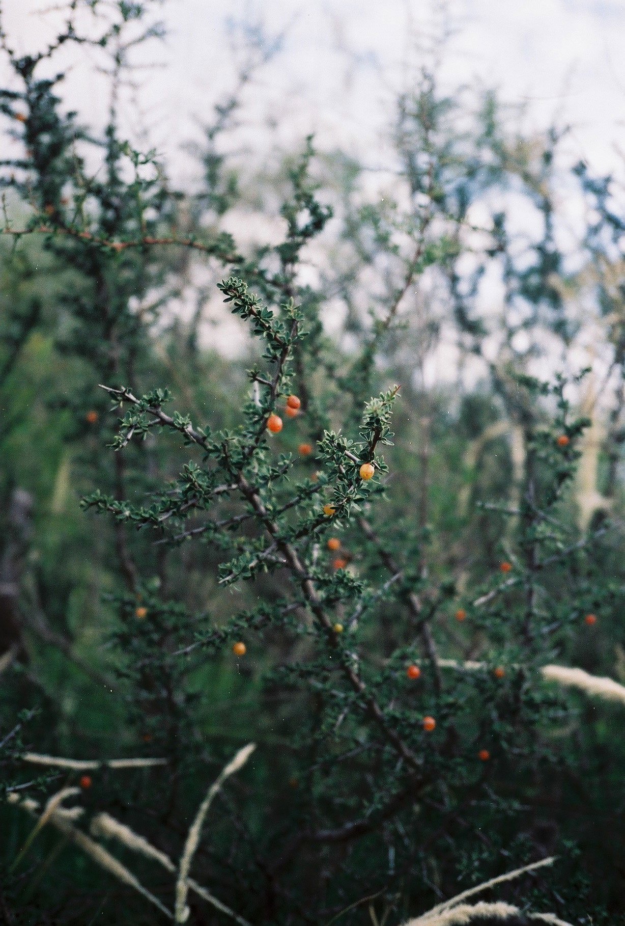 AUREA Flora - Casa de los Frutos por Ana Armendariz