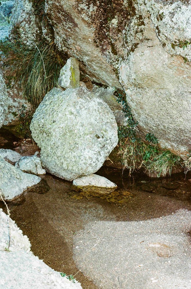 AUREA-FLORA-Siempreverdes-Martín Pisotti