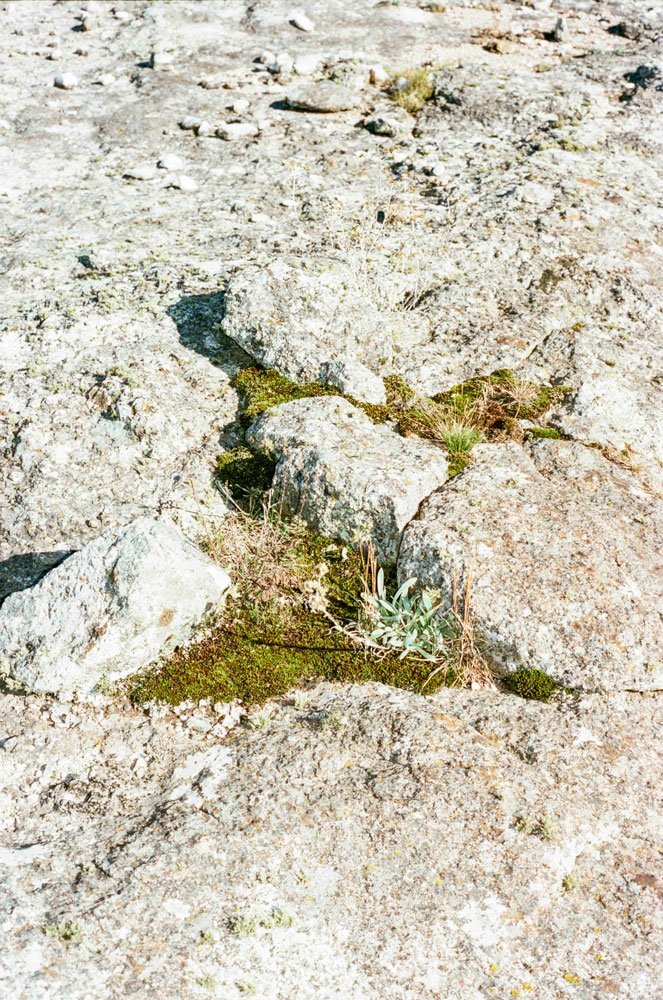 AUREA-FLORA-Siempreverdes-Martín Pisotti