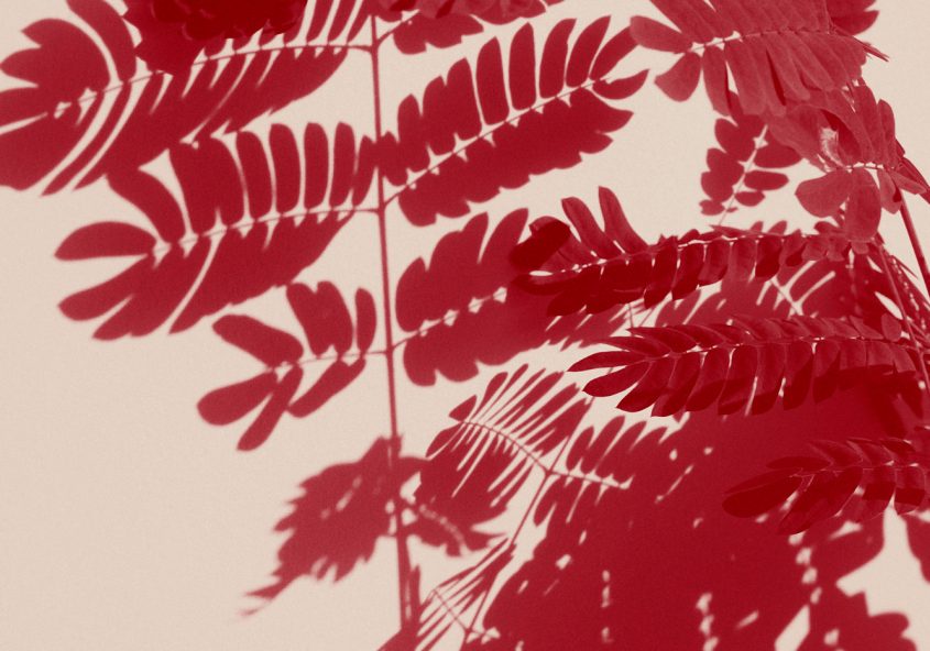 AUREA-FLORA-NATIVAS-LucianaVal-FrancoMusso