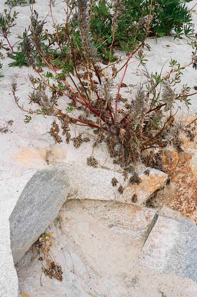 AUREA-FLORA-Siempreverdes-Martín Pisotti