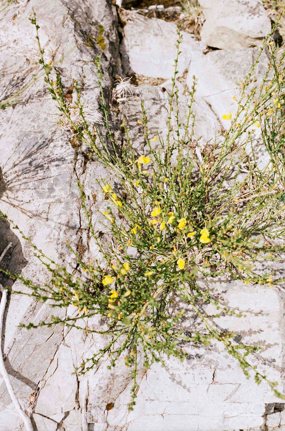 AUREA-FLORA-Siempreverdes-Martín Pisotti