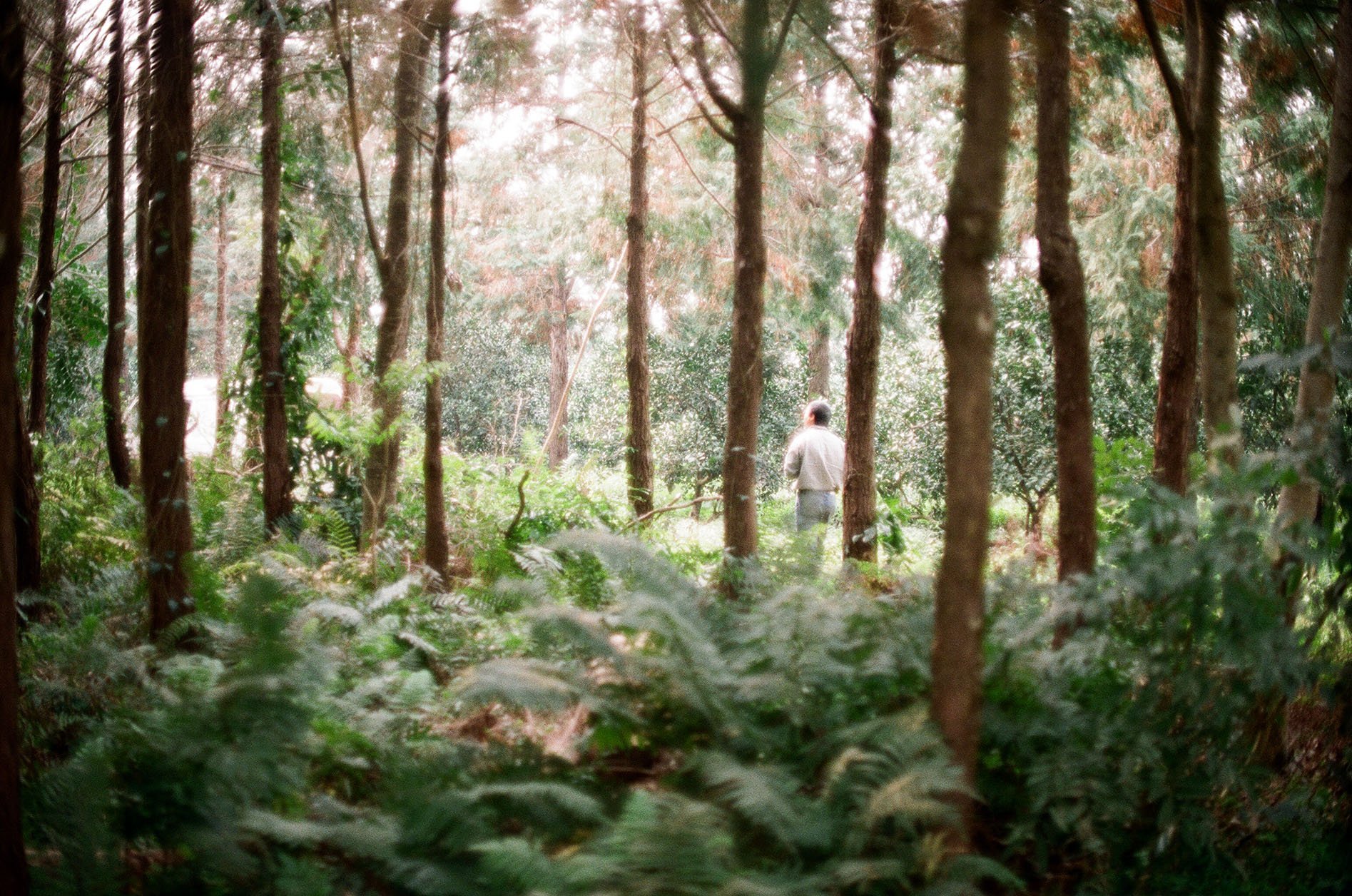 AUREA-FLORA-HINOKI-Ana Paula Armendariz