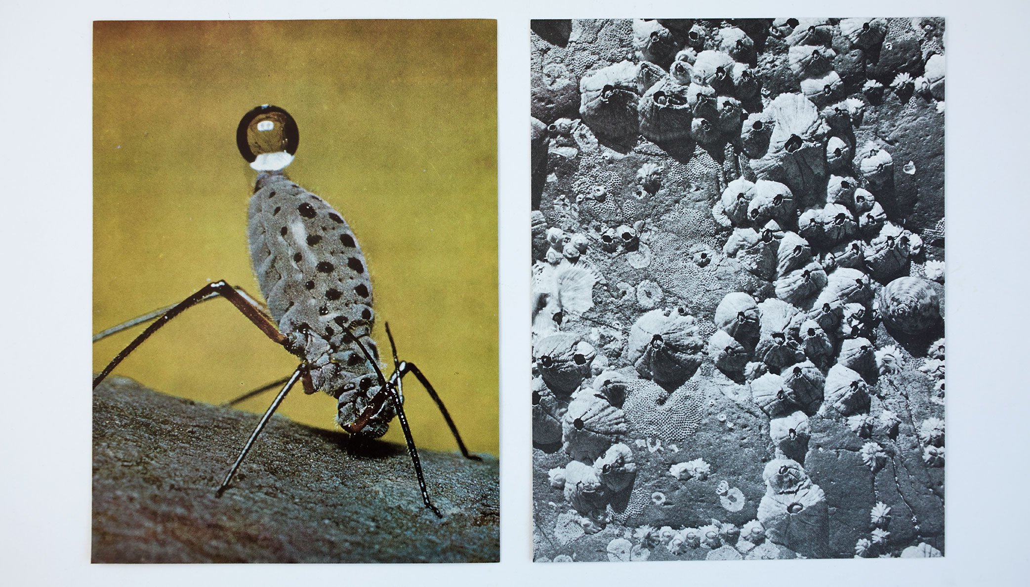 AUREA-BIOFILIA-BIOFOBIA-PauAlvarado
